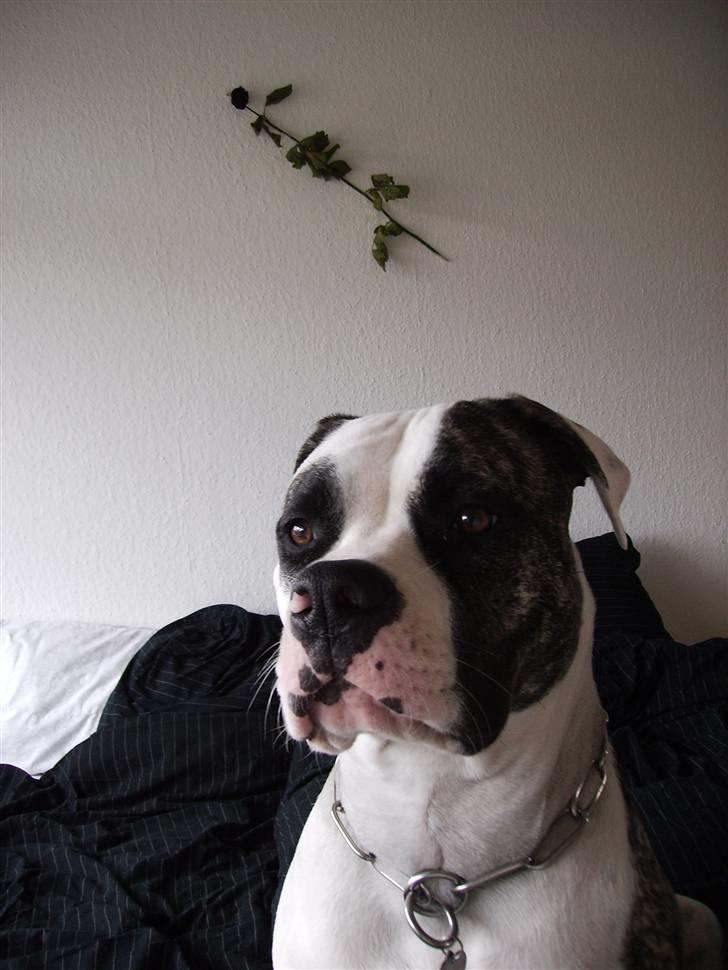 Amerikansk bulldog Aicha billede 15