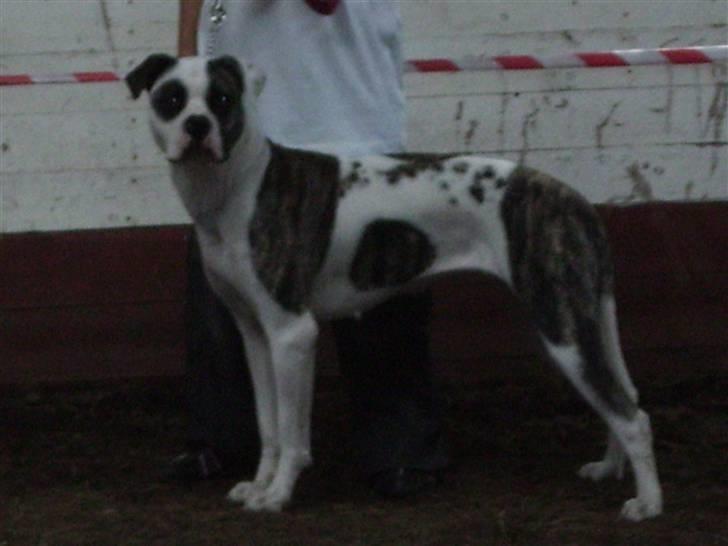 Amerikansk bulldog Aicha billede 16