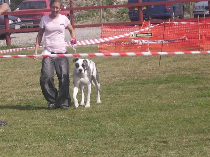 Amerikansk bulldog Aicha billede 17