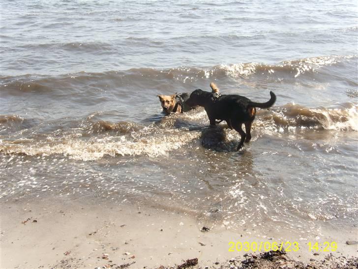 Blanding af racer Britney - Skønt med en svømmetur :) billede 19