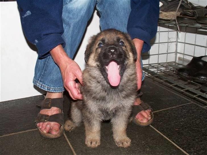 Schæferhund Kanto - Gaab, jeg er træt, Har drillet min nye mor hele dagen. billede 1