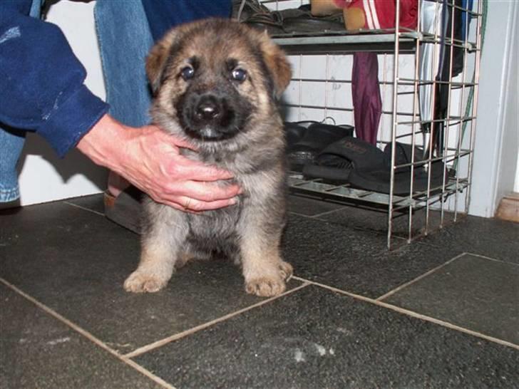 Schæferhund Kanto - Nu kan jeg snart ikke stå på mine ben mere. billede 2