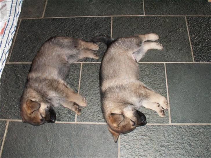 Schæferhund Kanto - Zzzzz... billede 3