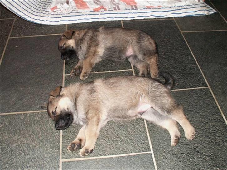 Schæferhund Kanto - Mig og brormand tager en lur. billede 4