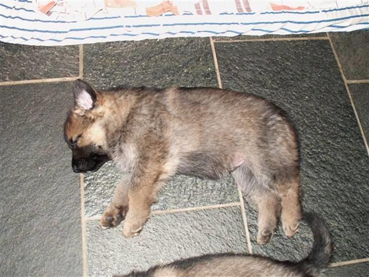 Schæferhund Kanto - Mig der putter billede 5