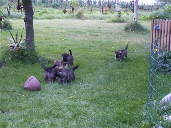 Schæferhund Kanto - Så er vi ude og lege, hele familien. Kan i kende mig? billede 6