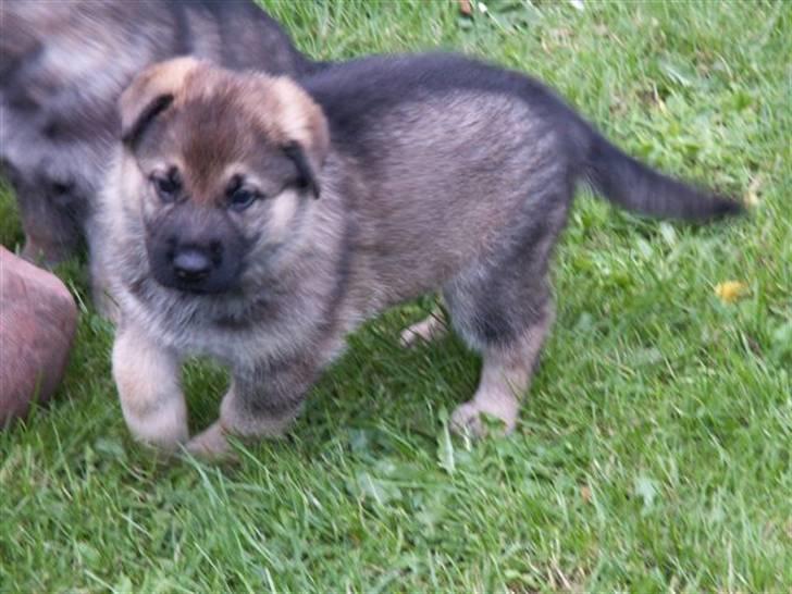 Schæferhund Kanto - Her er jeg.. billede 7