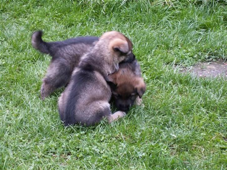 Schæferhund Kanto - Og her bliver jeg så overfaldet af min søster,, billede 8