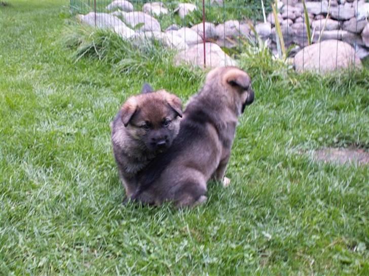Schæferhund Kanto - Nu stikker jeg af, mens hun vender ryggen til. billede 9