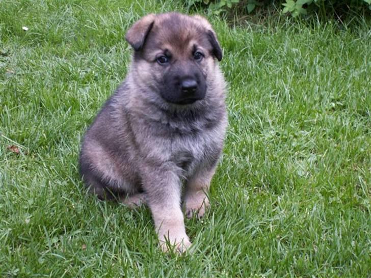 Schæferhund Kanto - Sit.. Dygtig Kanto. billede 10