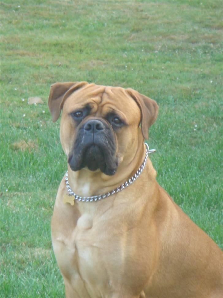 Bullmastiff Kenzo billede 1