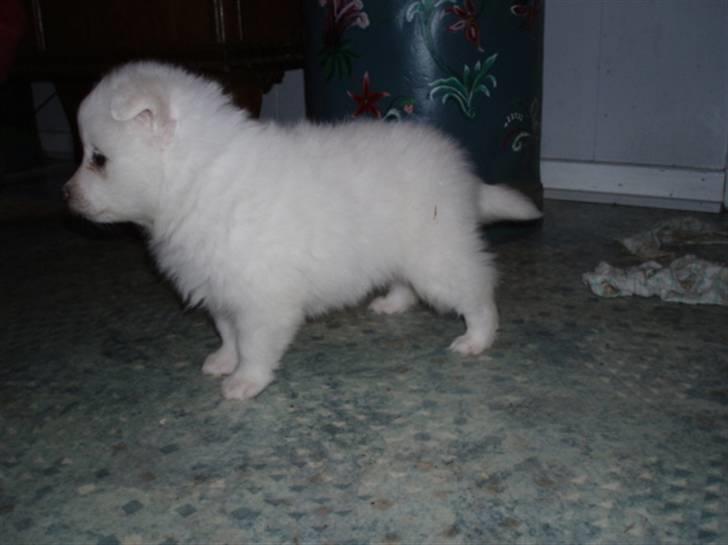 Blanding af racer Bamse billede 2