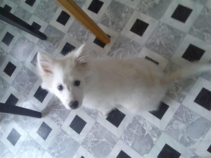 Blanding af racer Bamse billede 3