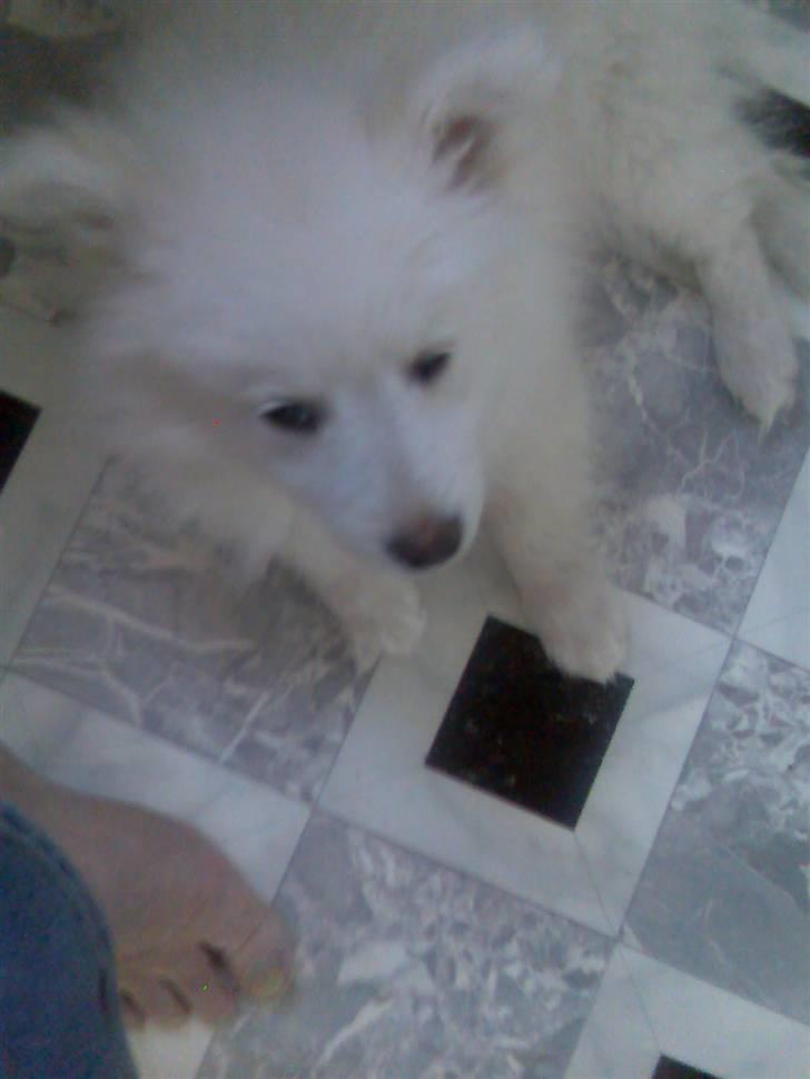 Blanding af racer Bamse billede 4