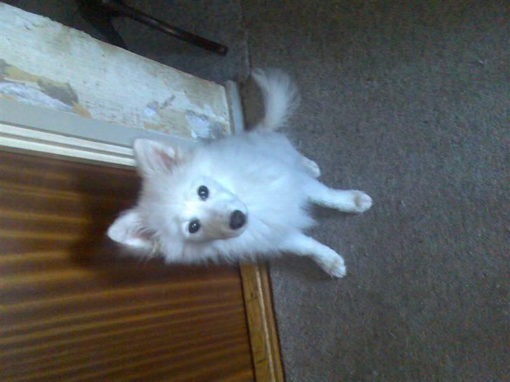 Blanding af racer Bamse billede 7