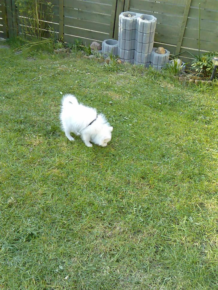 Blanding af racer Bamse billede 8