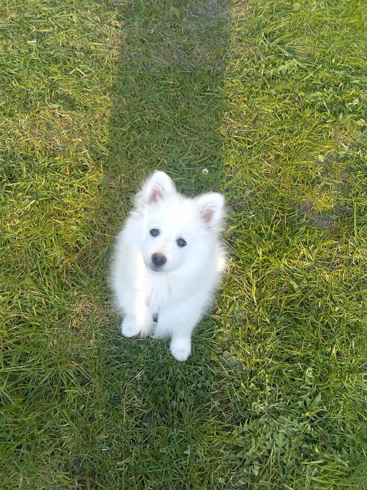 Blanding af racer Bamse billede 9