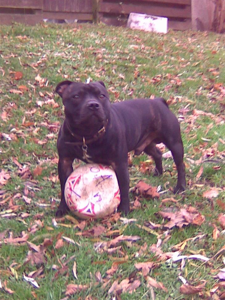 Staffordshire bull terrier     ITSO  24. okt - Itso 2 år billede 4