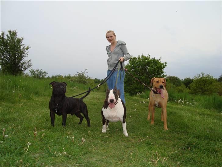 Staffordshire bull terrier     ITSO  24. okt - Itso og hans piger Iza og Simba billede 5