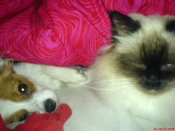 Papillon Chanel - Chanel sammen med Harmione <3 billede 5