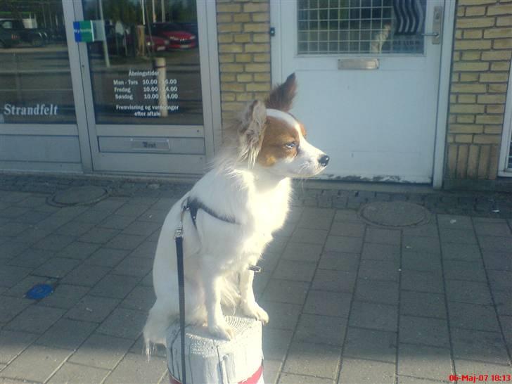 Papillon Chanel - Se hvor fin jeg er når jeg sidder her og venter på far ;p <3 billede 6