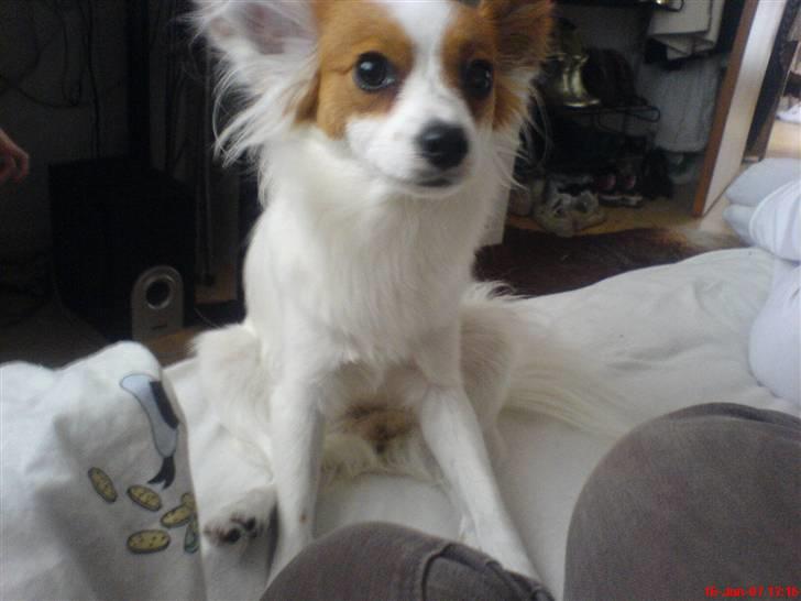 Papillon Chanel - ;p billede 7