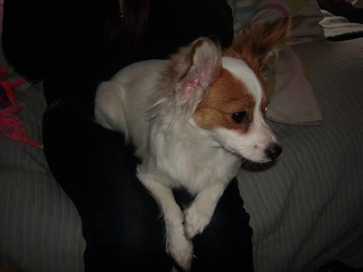 Papillon Chanel - Ligger lige og hygger lidt på Sanne´s skød ;p <3 billede 8