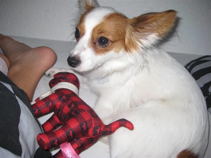 Papillon Chanel - Chanel med hendes VS bamse <3 billede 9