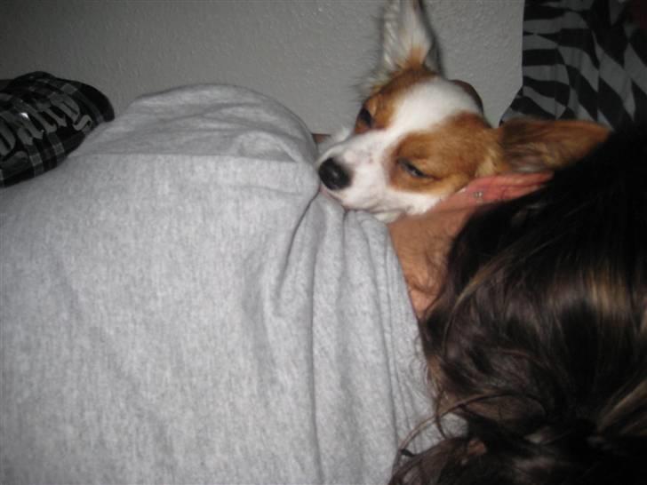 Papillon Chanel - sover gerne HELT tæt på mor <3 billede 10