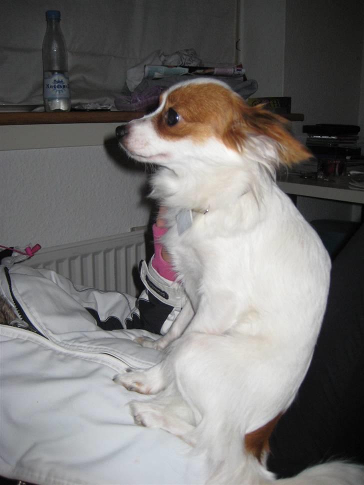 Papillon Chanel - Læner sig op af Nathalie´s ben ;p billede 11