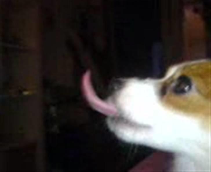 Papillon Chanel - Flot tunge Nelle ;p <3 billede 13