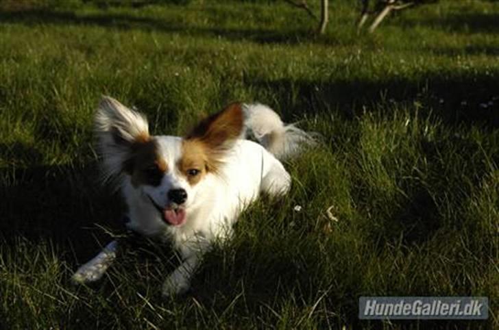 Papillon Chanel billede 15