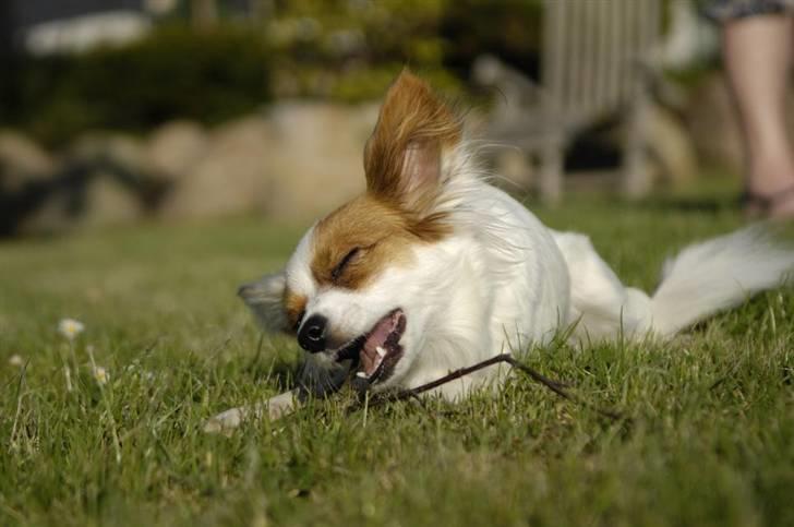 Papillon Chanel - Hygger i det dejlige vejr.<3 billede 16