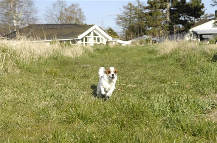 Papillon Chanel - <3 billede 17