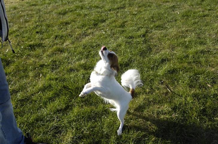 Papillon Chanel - <3 billede 18