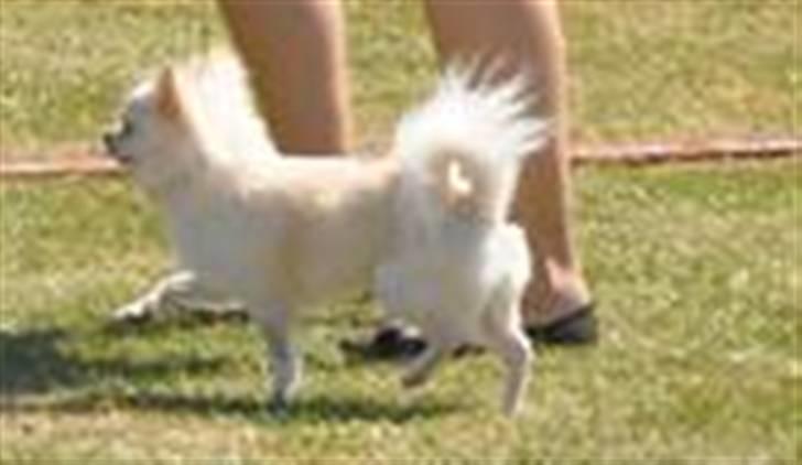 Chihuahua "Hermes" DKCh.  - Hermes har vokset sig stor og smuk ;))) billede 1
