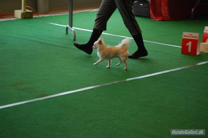 Chihuahua "Hermes" DKCh.  billede 2