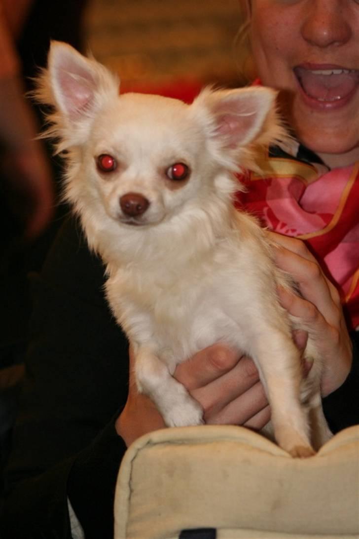 Chihuahua "Hermes" DKCh.  - Hillerød udstillingen. 1.pr og 4. vinder Moar er stolt!! billede 3
