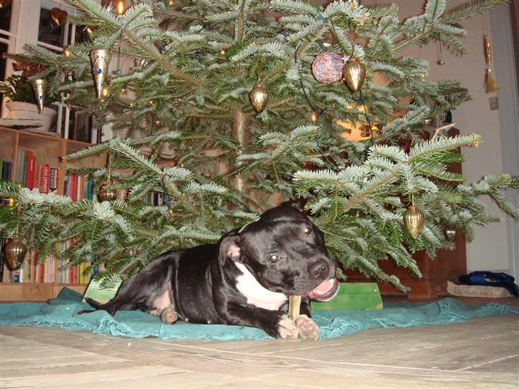 Staffordshire bull terrier Eya billede 20