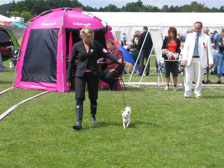Chihuahua "Hermes" DKCh.  billede 5