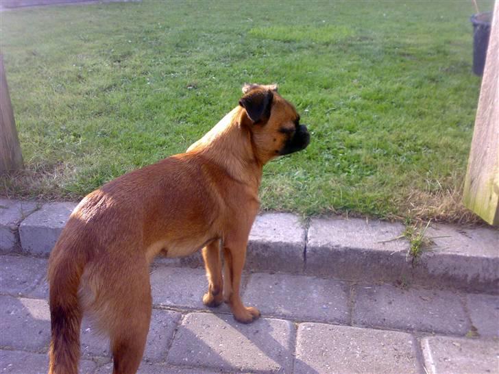 Griffon petit brabancon Kenzo billede 9