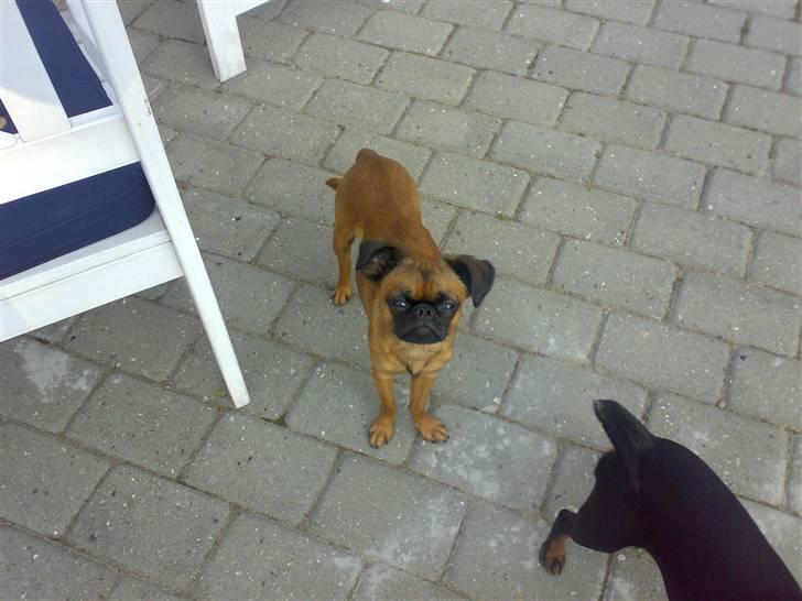 Griffon petit brabancon Kenzo - You talking to me?? billede 10