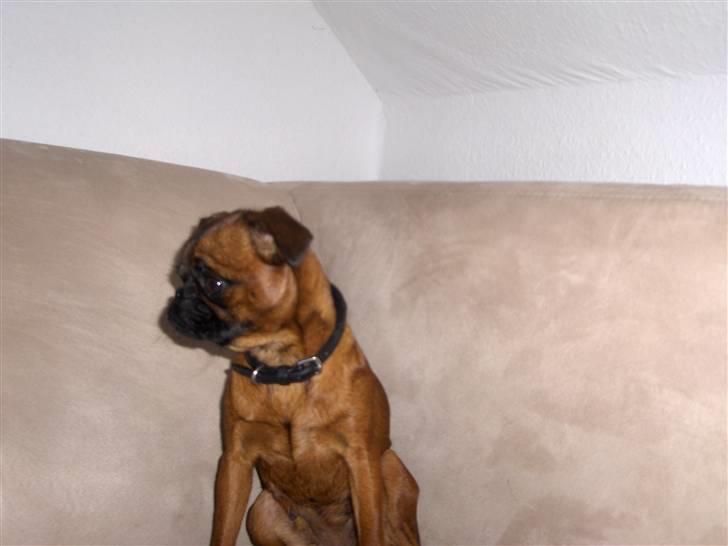 Griffon petit brabancon My R.I.P billede 16