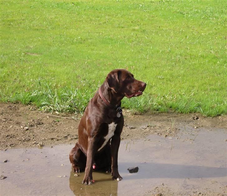 Blanding af racer Magnus - Det er bedst at holde hvil, lige mit i vandpytten!... ;-) billede 19