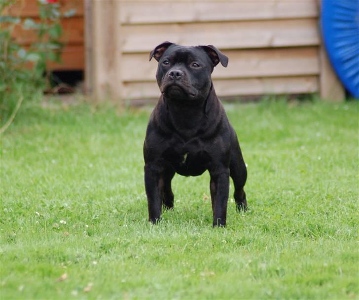 Staffordshire bull terrier Solo billede 18