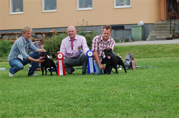 Staffordshire bull terrier Solo billede 19