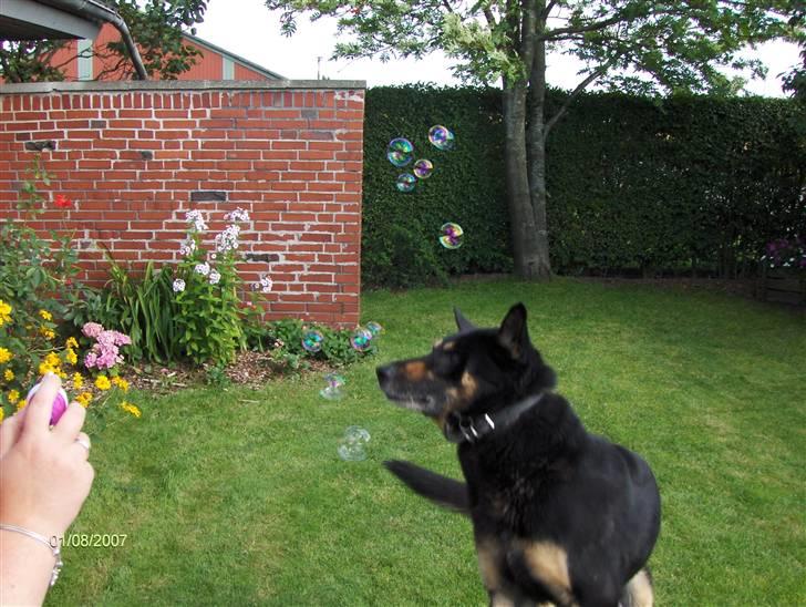 Schæferhund King *R.I.P* - King som leger med SÆBEBOBLER billede 9
