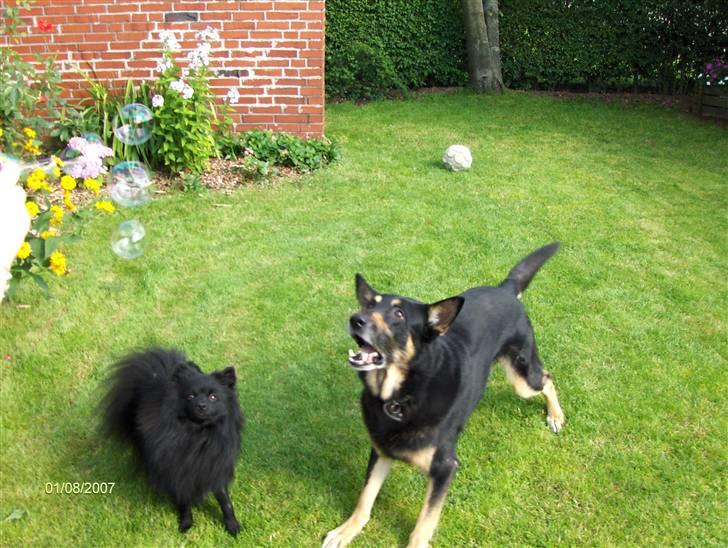 Schæferhund King *R.I.P* - King og Terkel leger med sæbebobler  billede 10