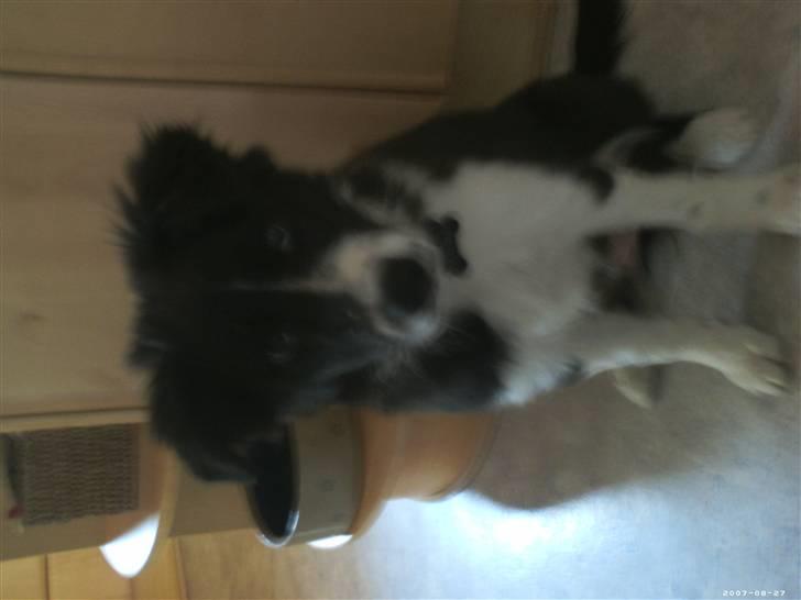 Blanding af racer Tika - Jeg vokser og vokser billede 5