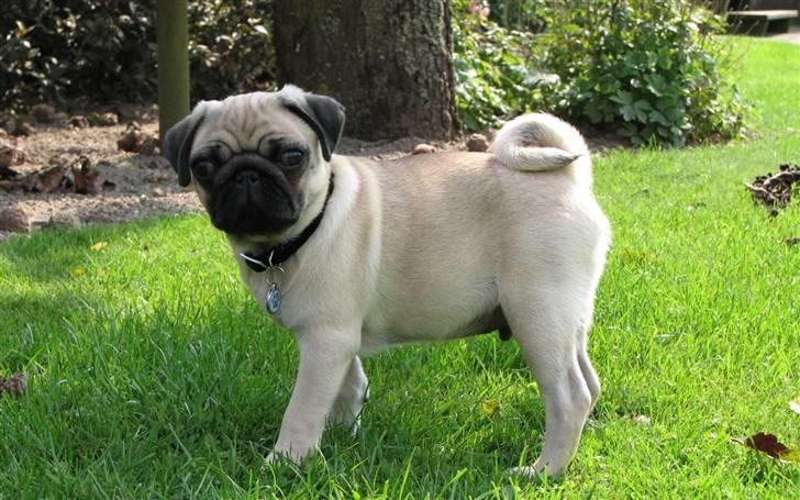 Mops Baloo - Er han ikke flot? billede 9